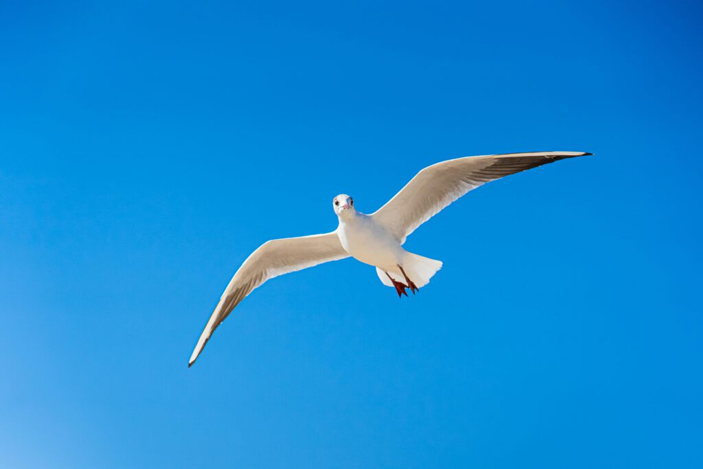 Himmel Möwe 2