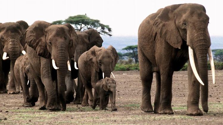 Eine-Herde-afrikanischer-Elefanten-in-freier-Wildbahn-im-Amboseli-Tierpark-in-Kenia-folgt-dem-Leittier